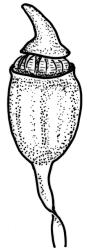 Campylopodium lineare, capsule with operculum, dry. Drawn from B.H. Macmillan 84/63, CHR 266242. 
 Image: R.C. Wagstaff © Landcare Research 2018 